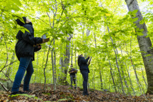 Three students with clipboards look up at the forest’s green leaves in the spring.